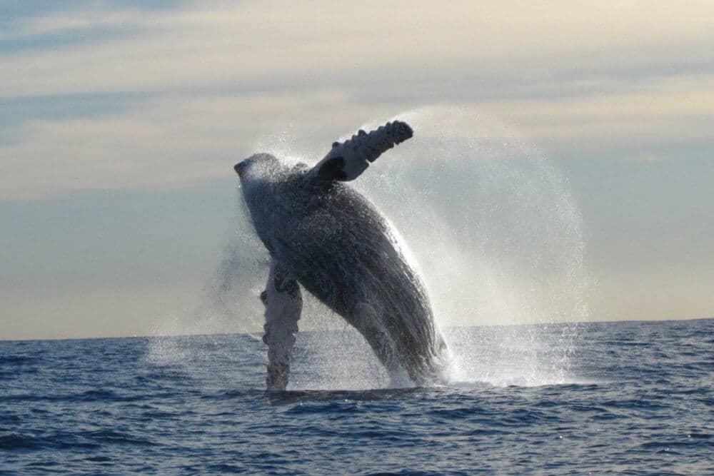 Humpback whale breaching