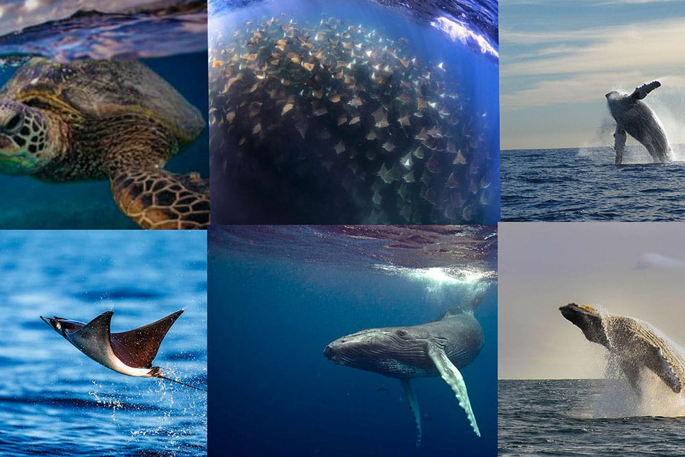 Baja wildlife encounters