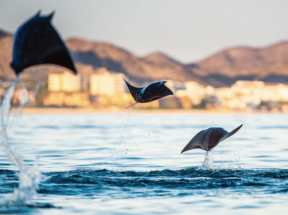 mobula ray excursion