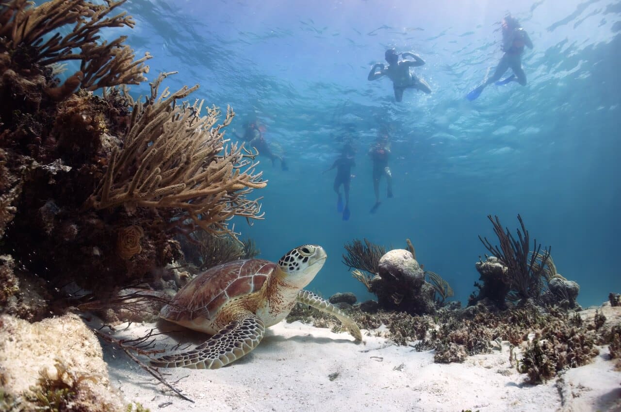 Sea turtle swimming in San Jose del Cabo