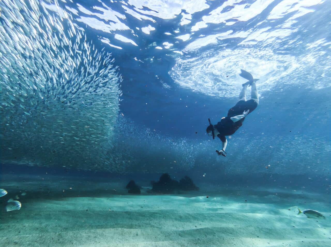 Eco-friendly snorkeling with sea turtles in San José del Cabo