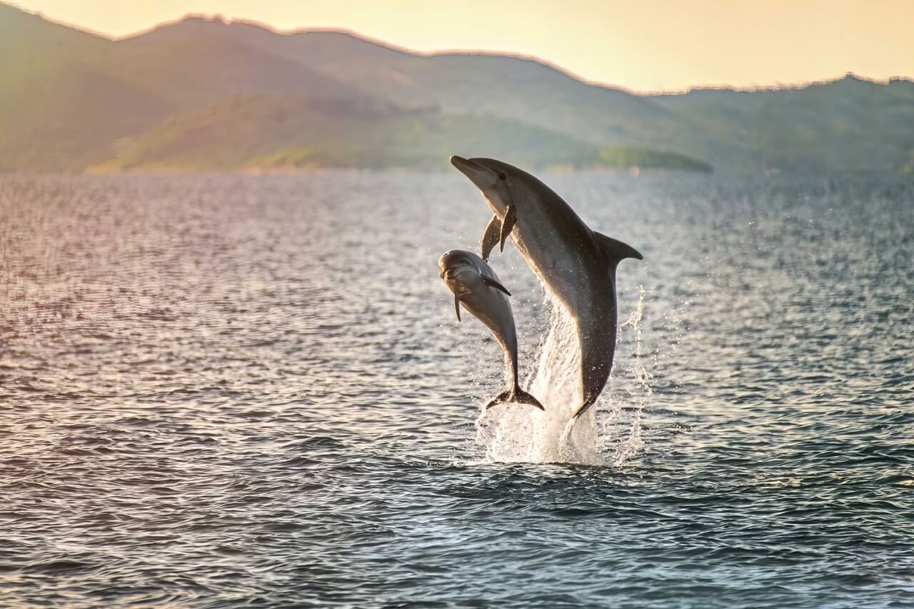 cabo wildlife safari tours