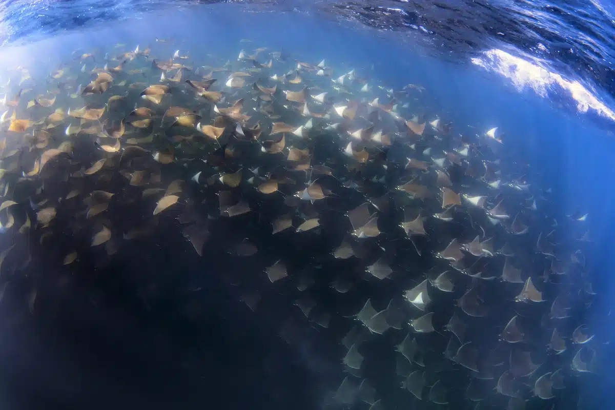 best snorkeling san jose cabo water conditions and visibility