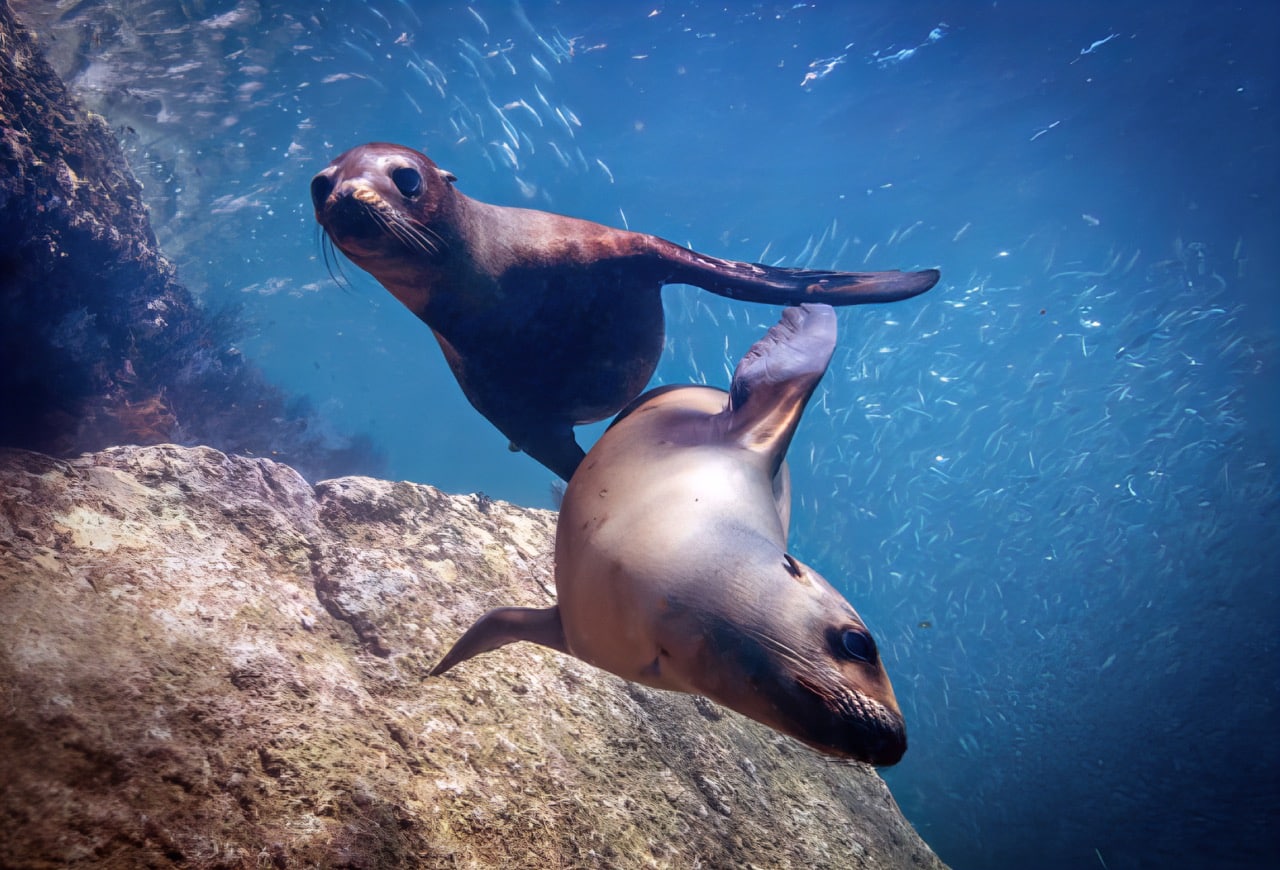 Guided tours for the best snorkeling san jose cabo experience