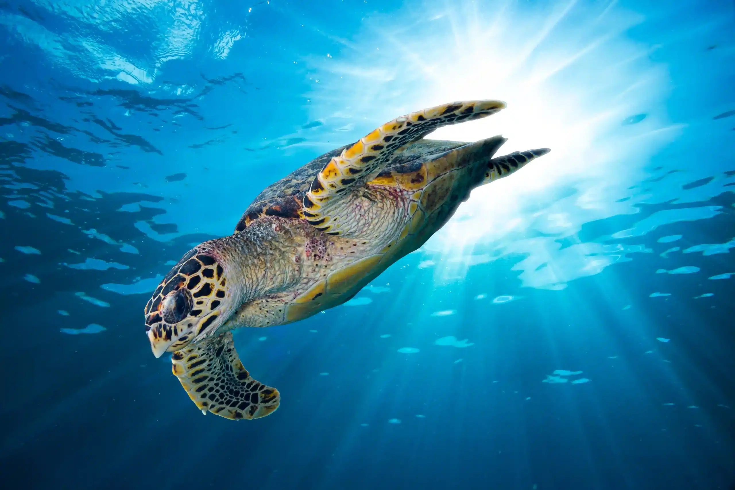 Turtles and calm mornings during the best snorkeling san jose cabo season