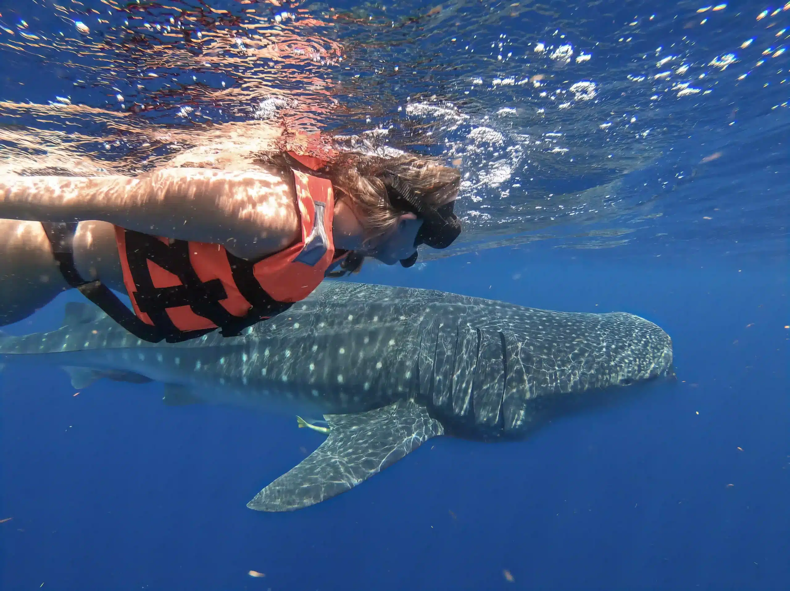 Whale shark season and best snorkeling san jose cabo visibility