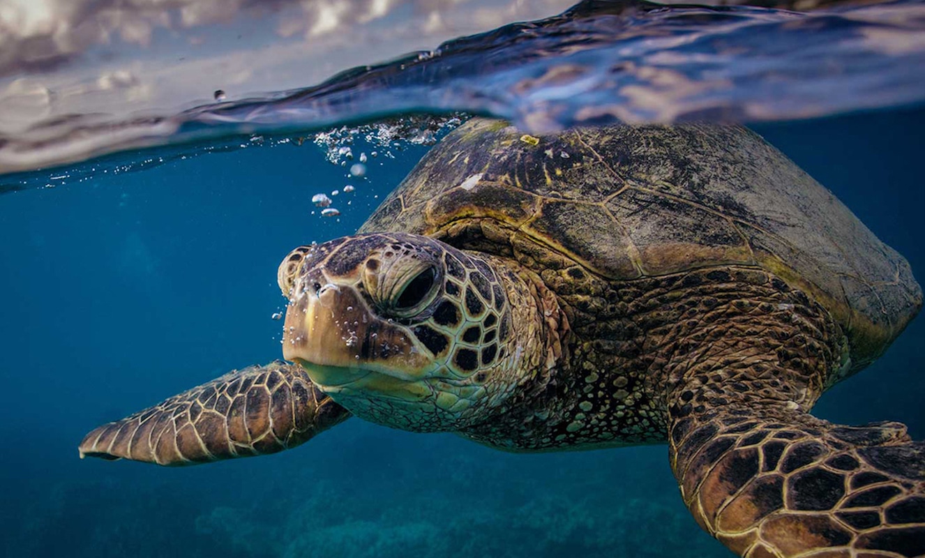 Snorkeling with Sea Turtles in San José del Cabo