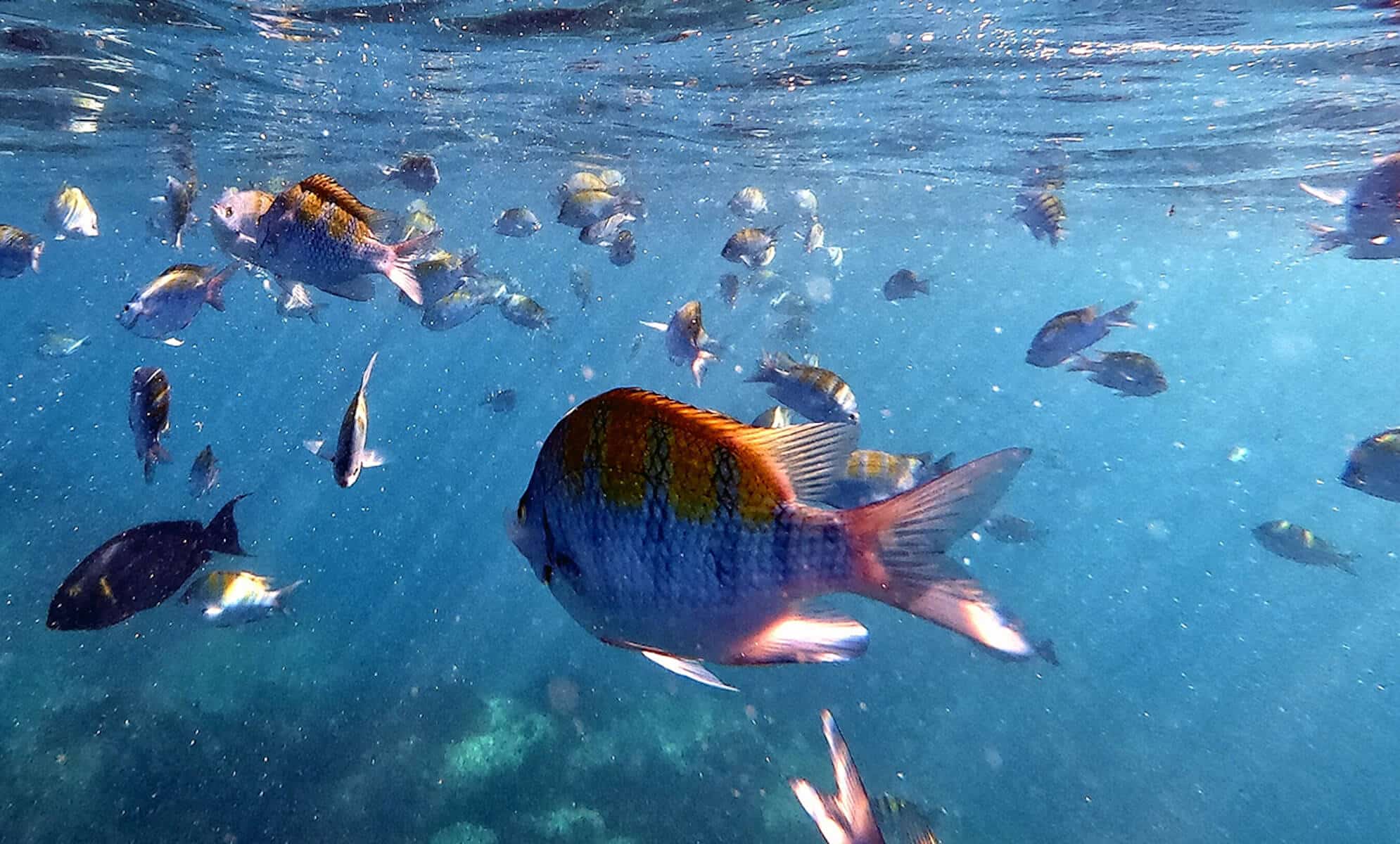 Snorkeling reef Cabo