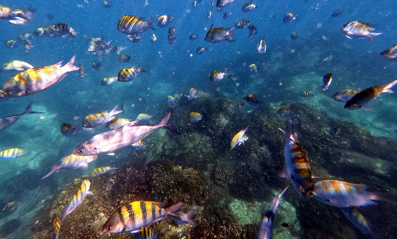 Costa Azul reef snorkeling location