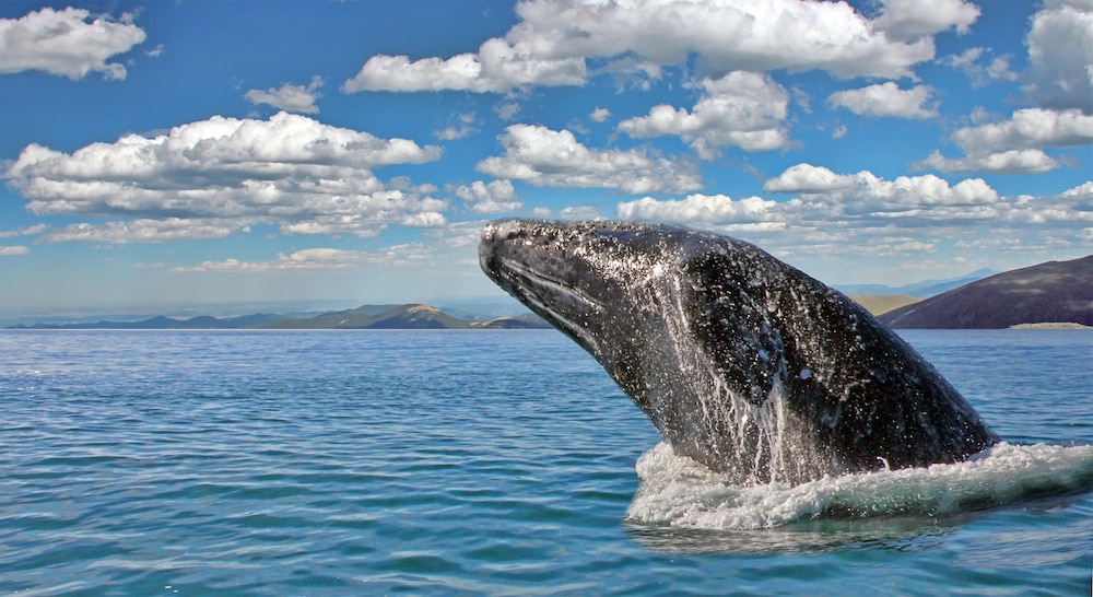 January Whale Watching Cabo