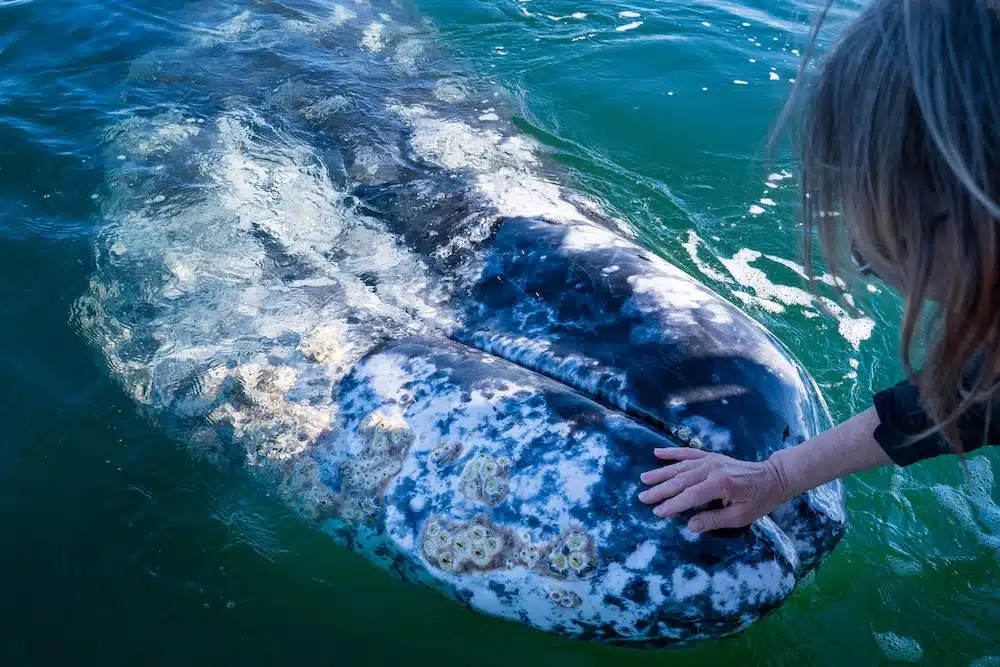 Humpback whale arriving Cabo December