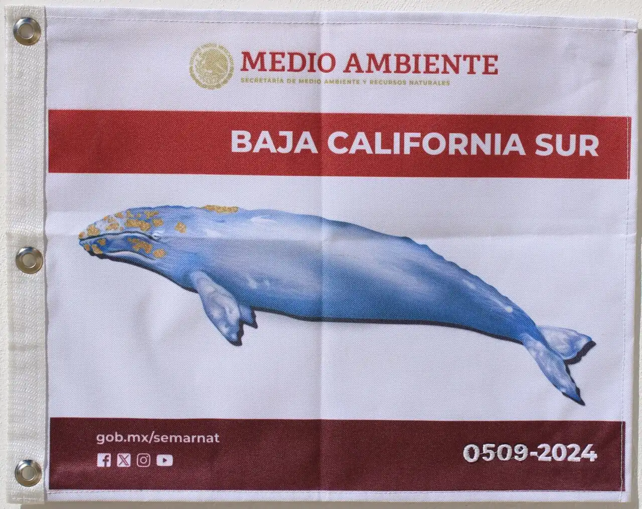 Authorized whale watching company Cabo
