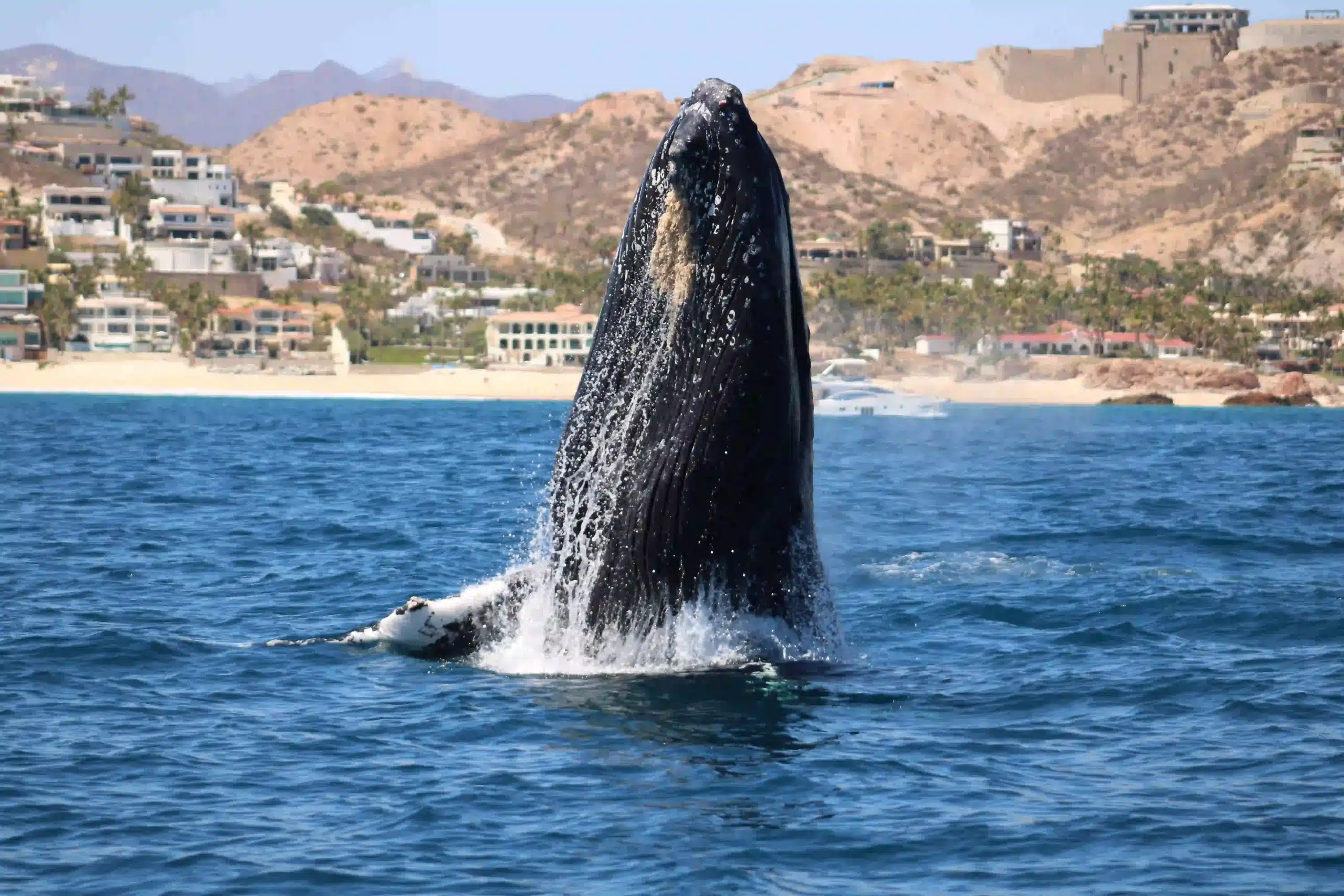 Whale Watching and Snorkeling Combo Tour Baja California Sur eco-certified boat
