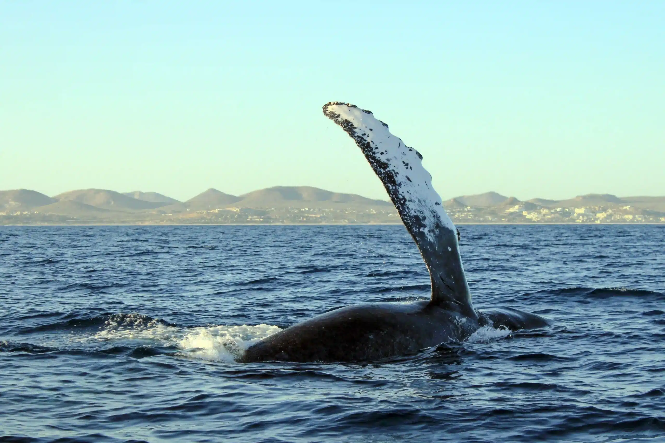 Whale tour fluke Secrets Puerto Los Cabos