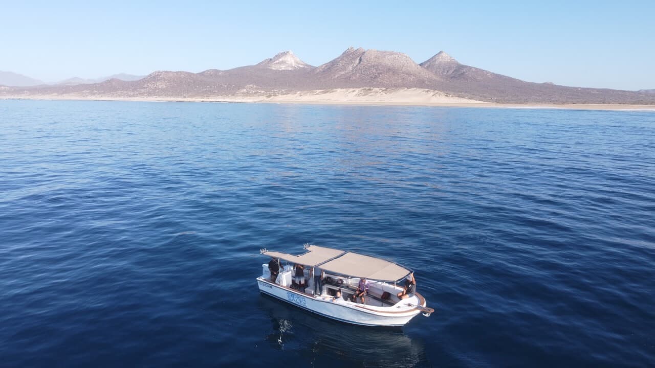 Small group boat whale watching Secrets Puerto Los Cabos