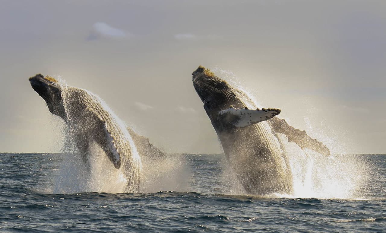 Double whale breach near Secrets Puerto Los Cabos