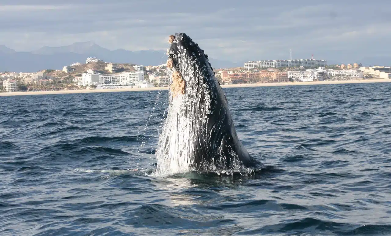 Spy hopping whale near Secrets Puerto Los Cabos