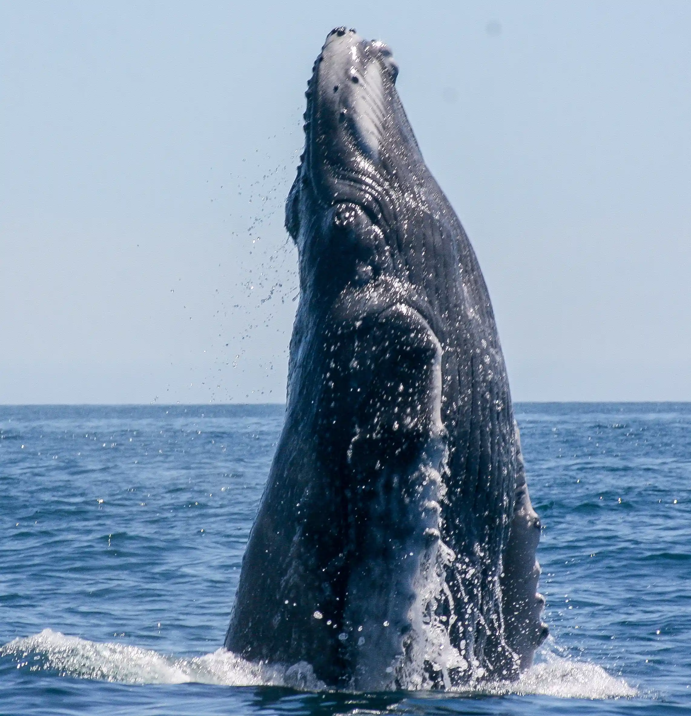 February Gray Whale Watching Puerto Chale