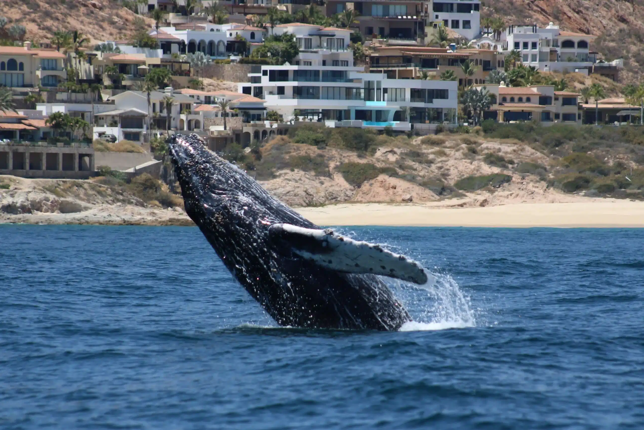 Best Time for Whale Watching San Jose del Cabo