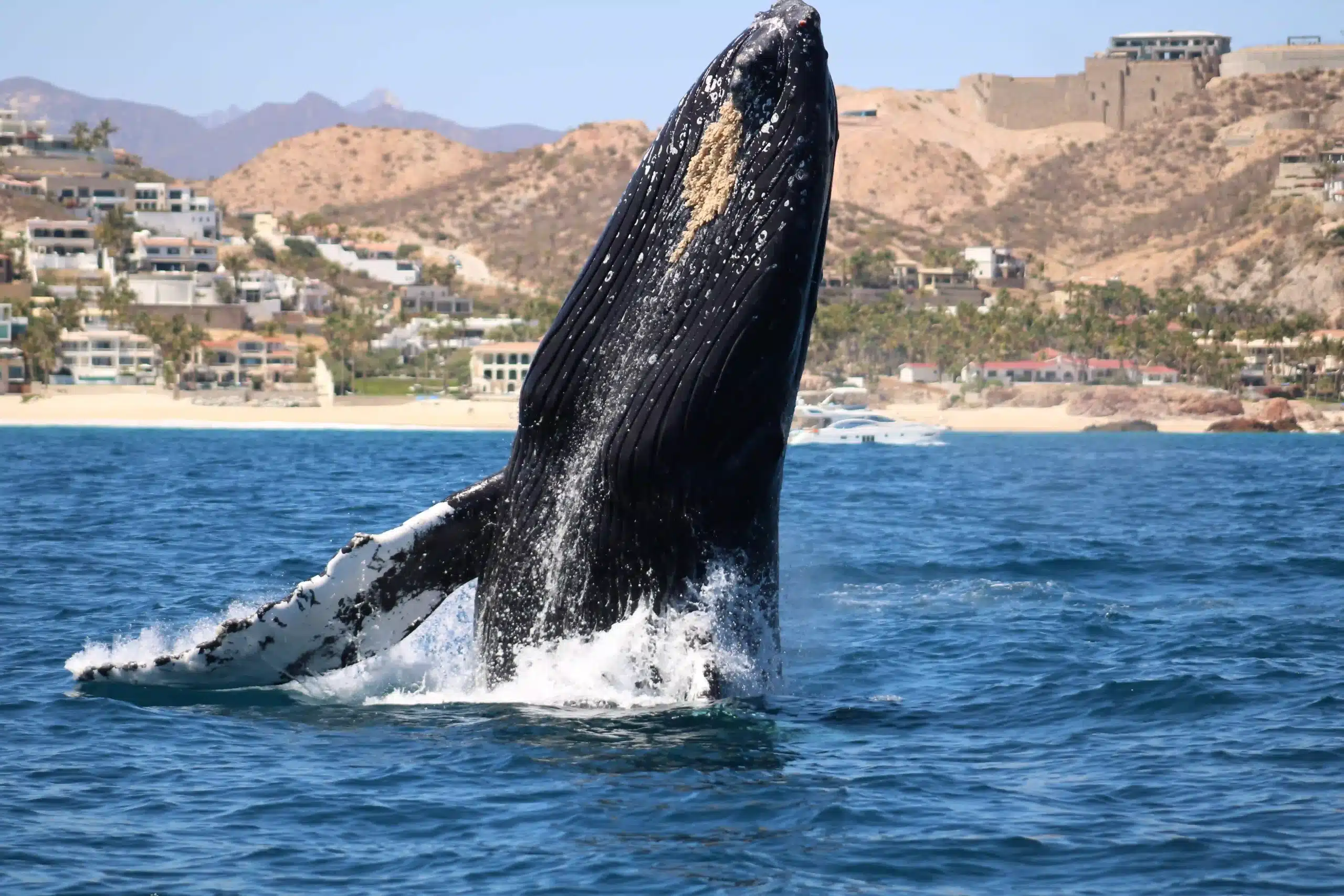 Captain Cabo Whale Watching Guaranteed Whale Sightings San José del Cabo captain on whale tour