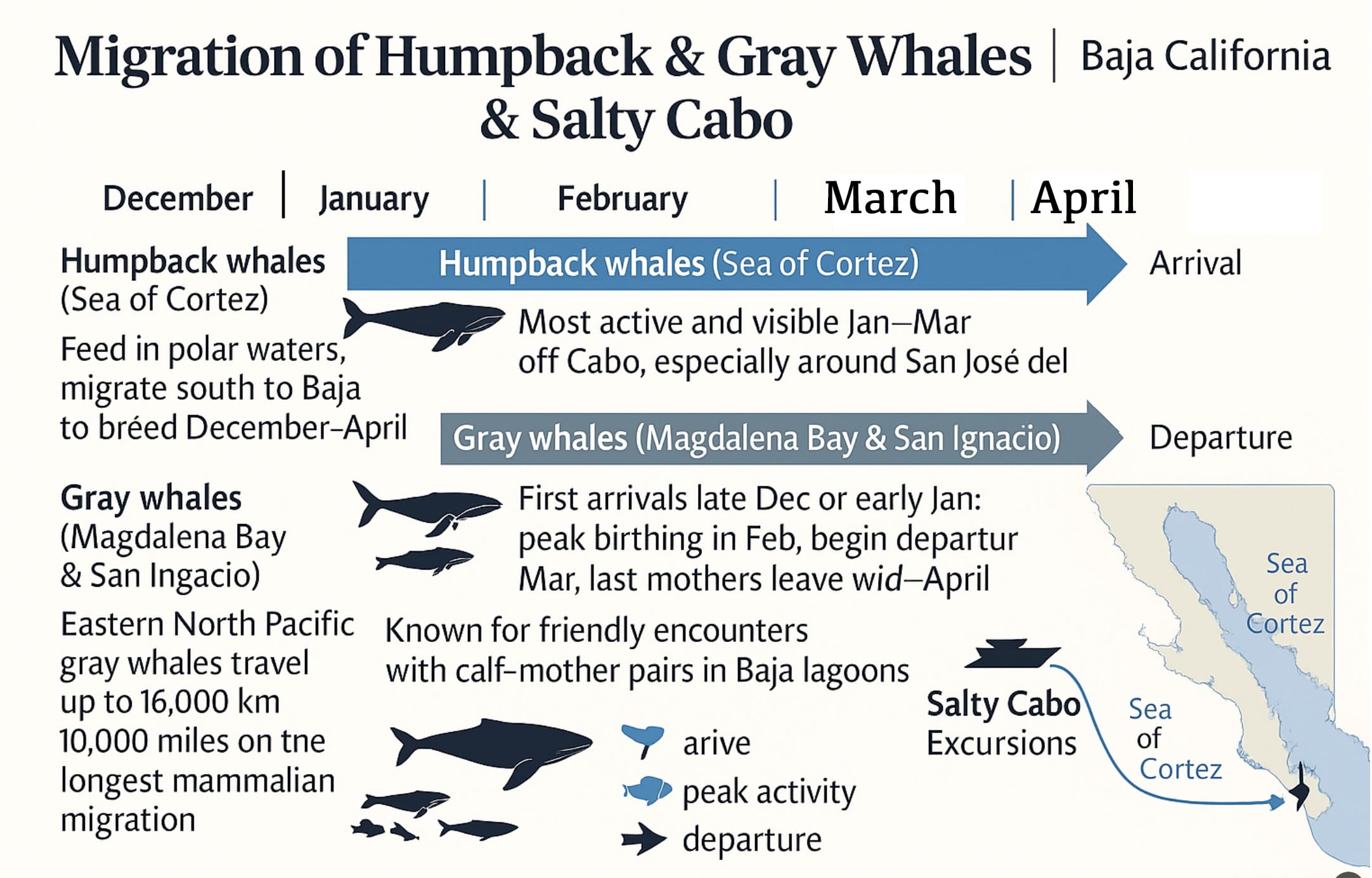 Whale Watching Season Diagram Cabo