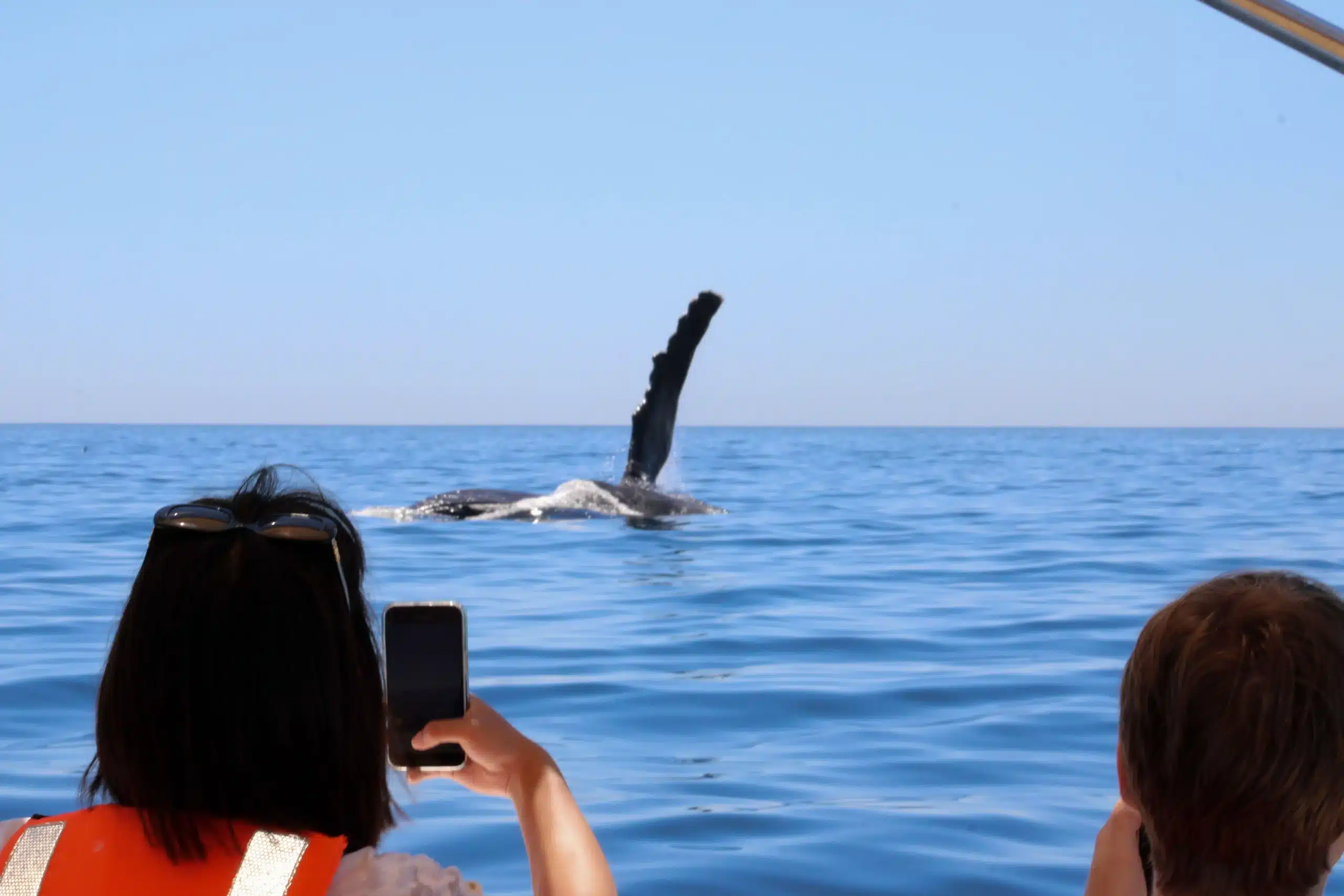 Small Group Whale Watching San Jos&eacute; del Cabo