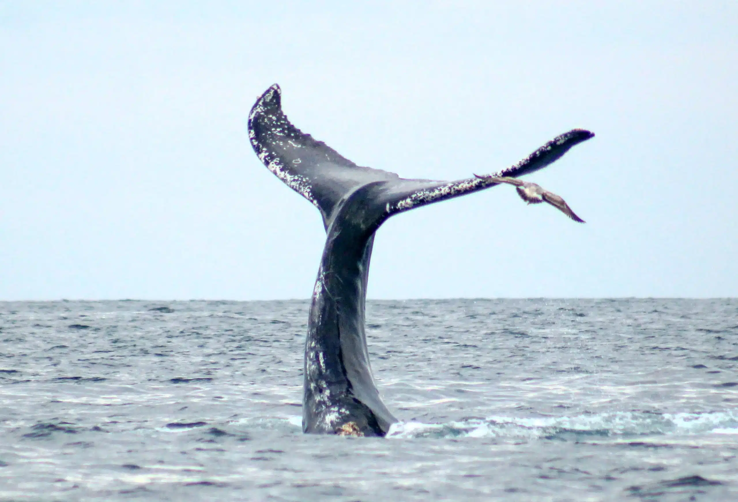 Super Salty Whale Watching Boat Cabo