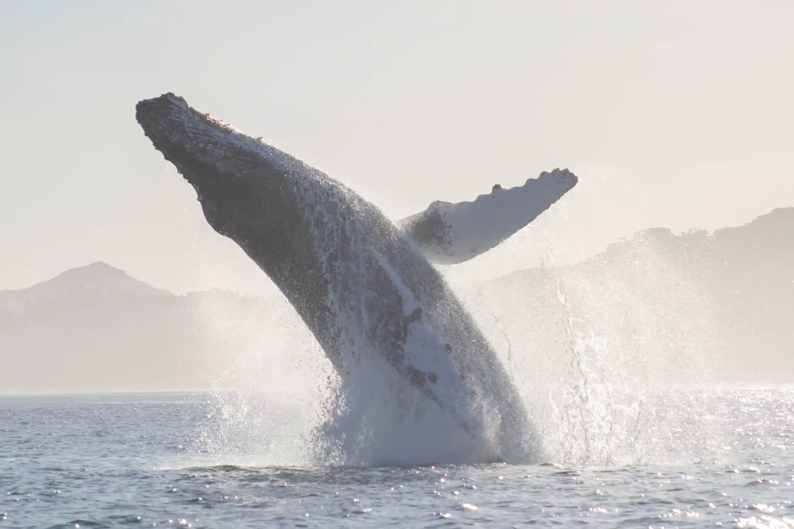 Whale Watching and Snorkeling Combo Tour Baja California Sur double experience