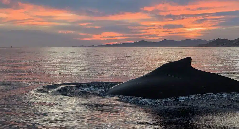 Humpback whale sighting on a sunset cruise from Hotel El Ganzo