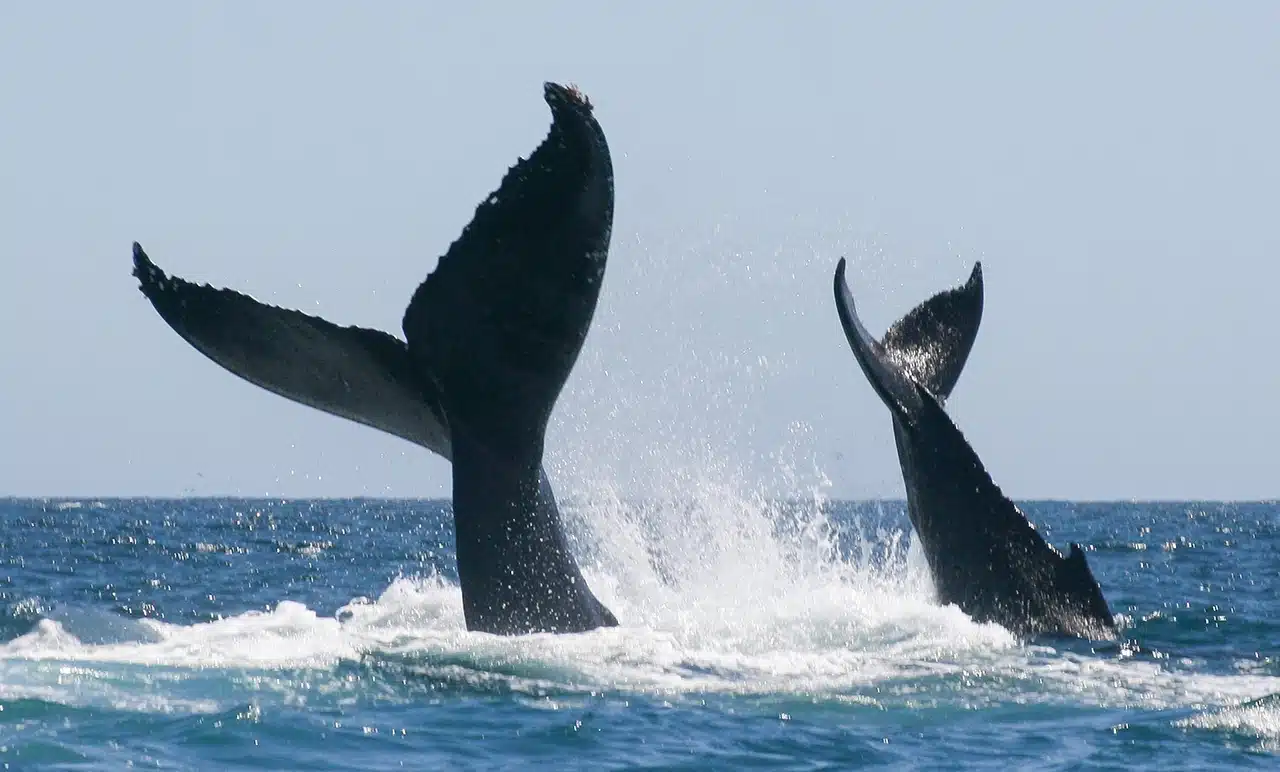 Sunset whale watching in Cabo March