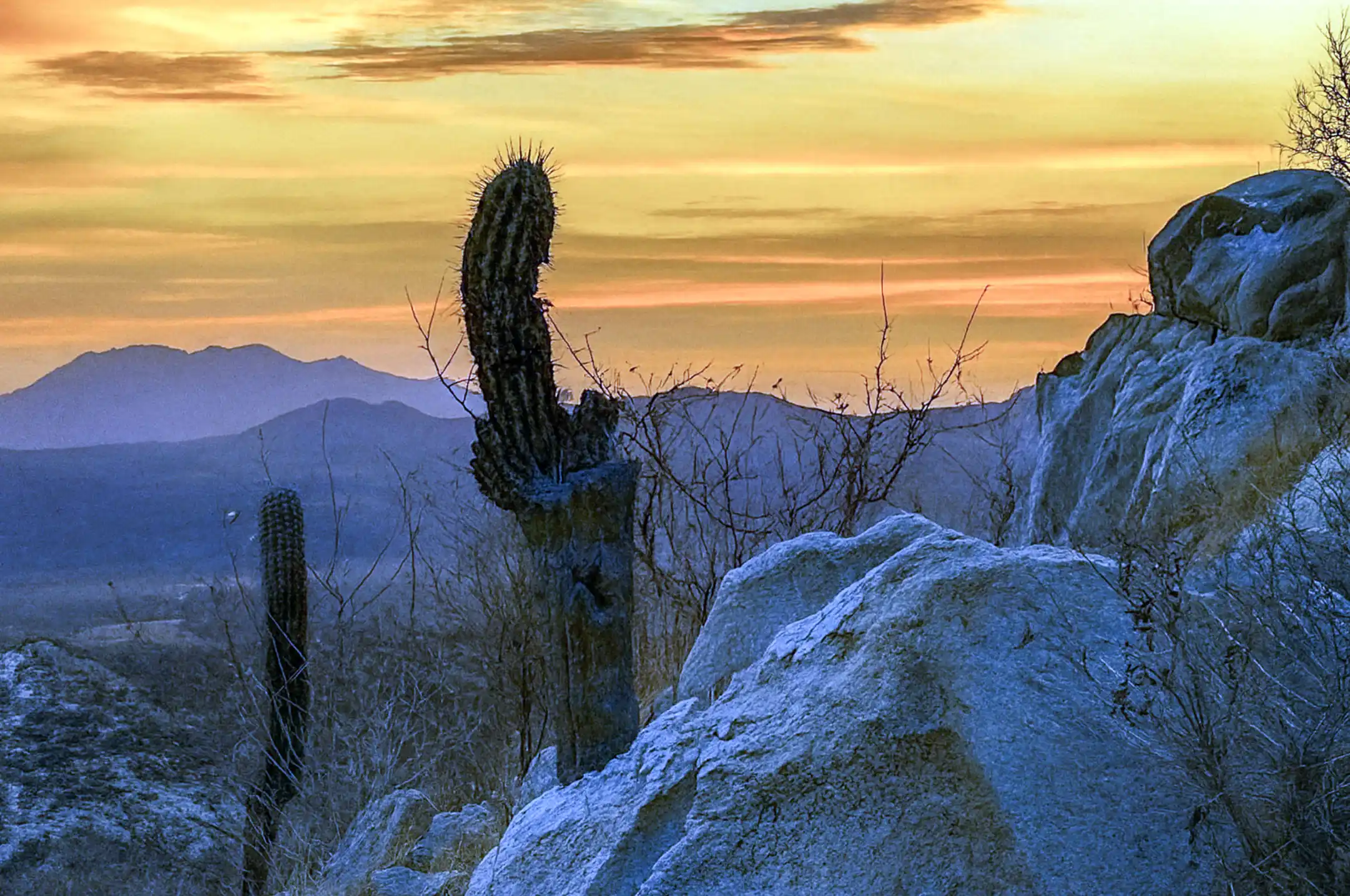 Cactus silhouette with mountains and glowing East Cape sunset