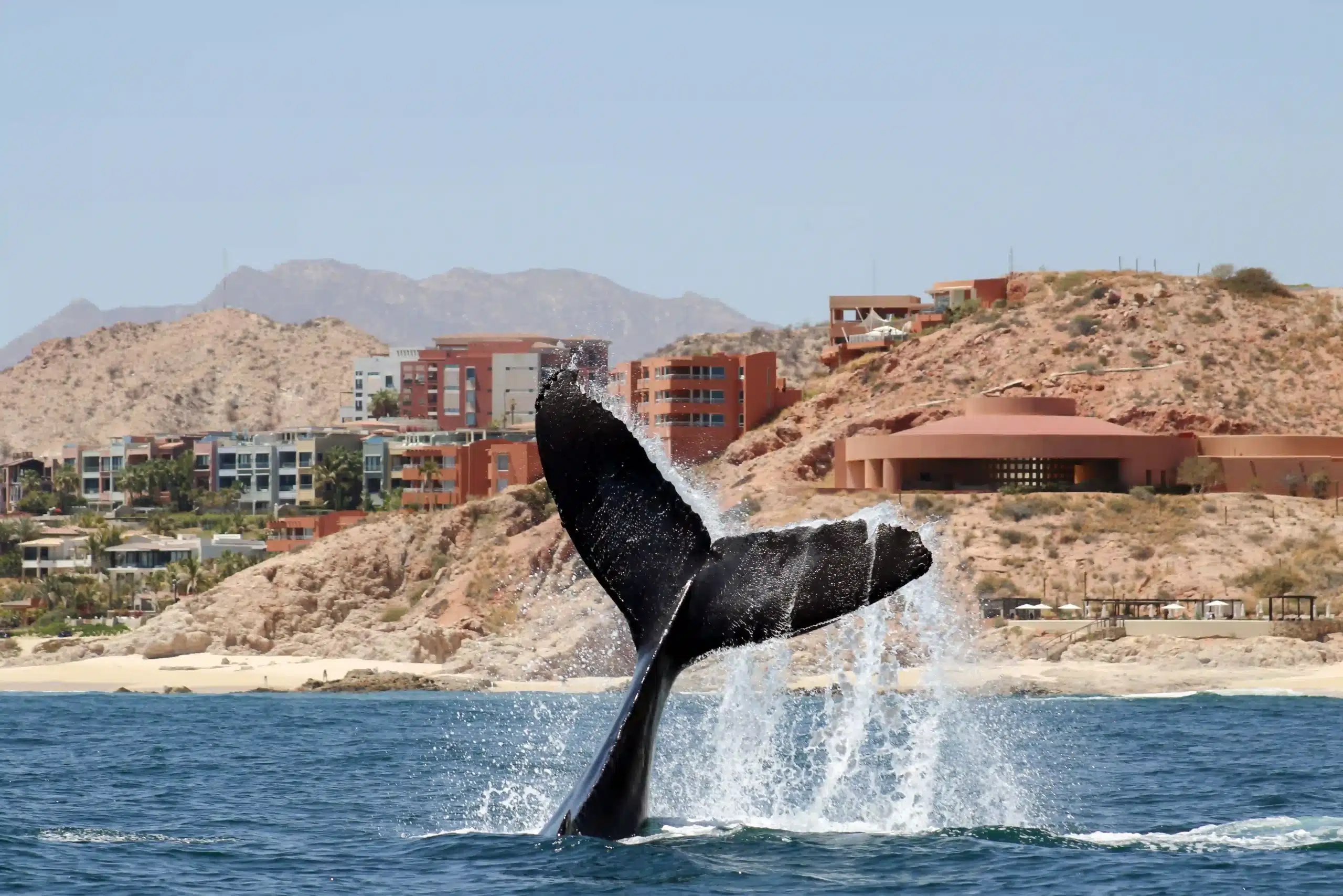 Family-Friendly Whale Watching San Jos&eacute; del Cabo with happy parents and children