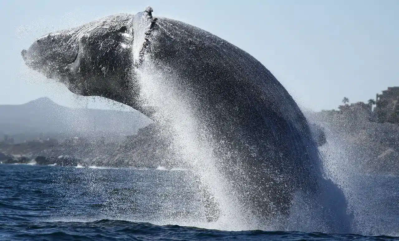 April whale watching Cabo