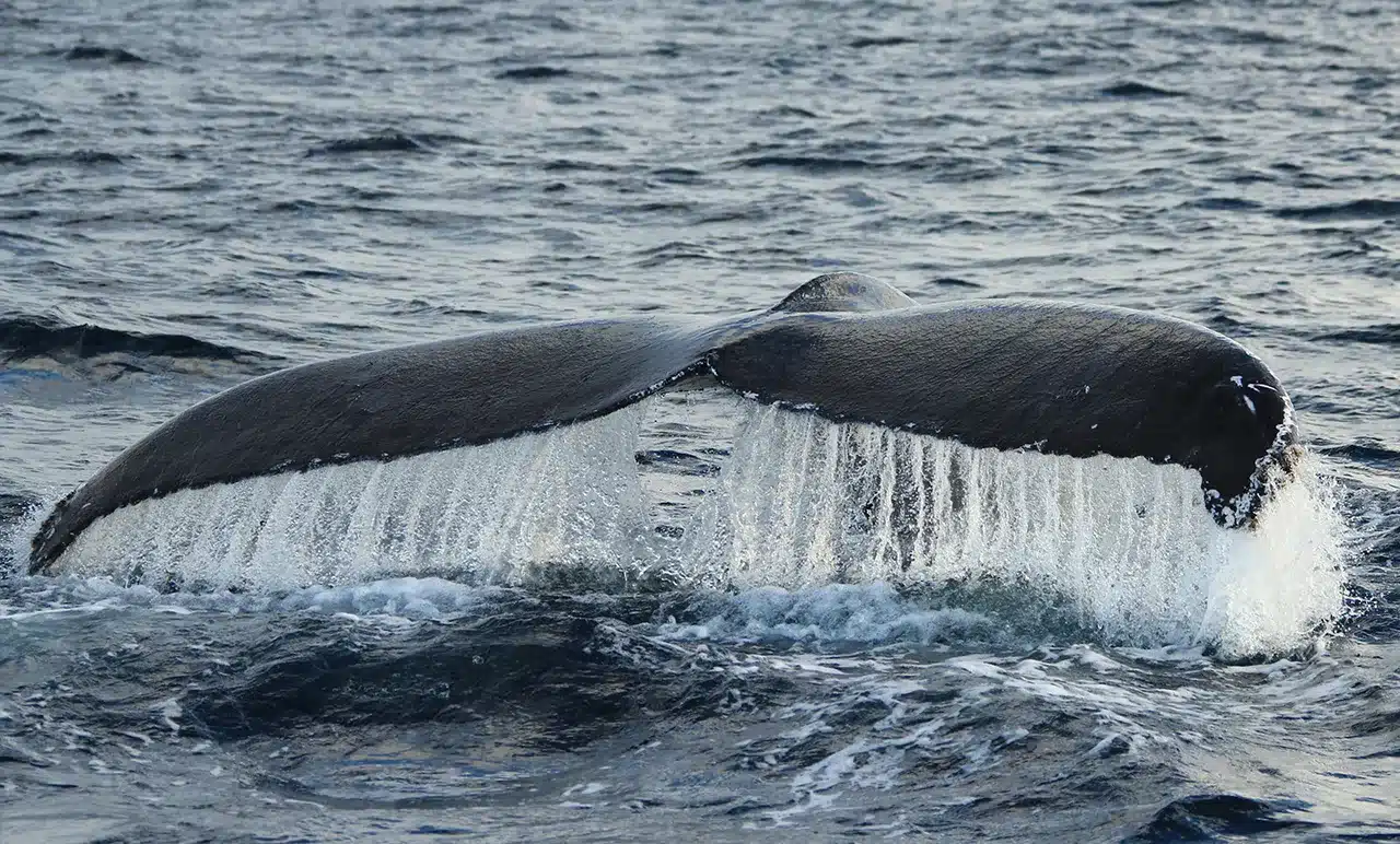 Whale breach in Cabo