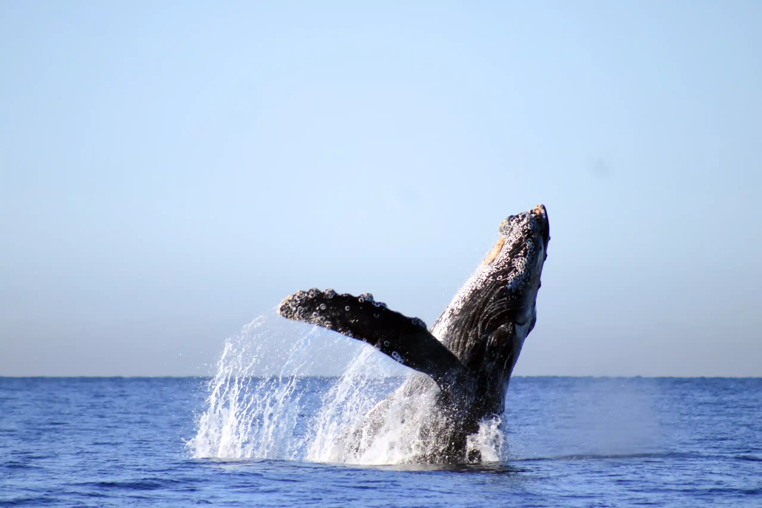 Family-Friendly Whale Watching San Jos&eacute; del Cabo with kids on boat