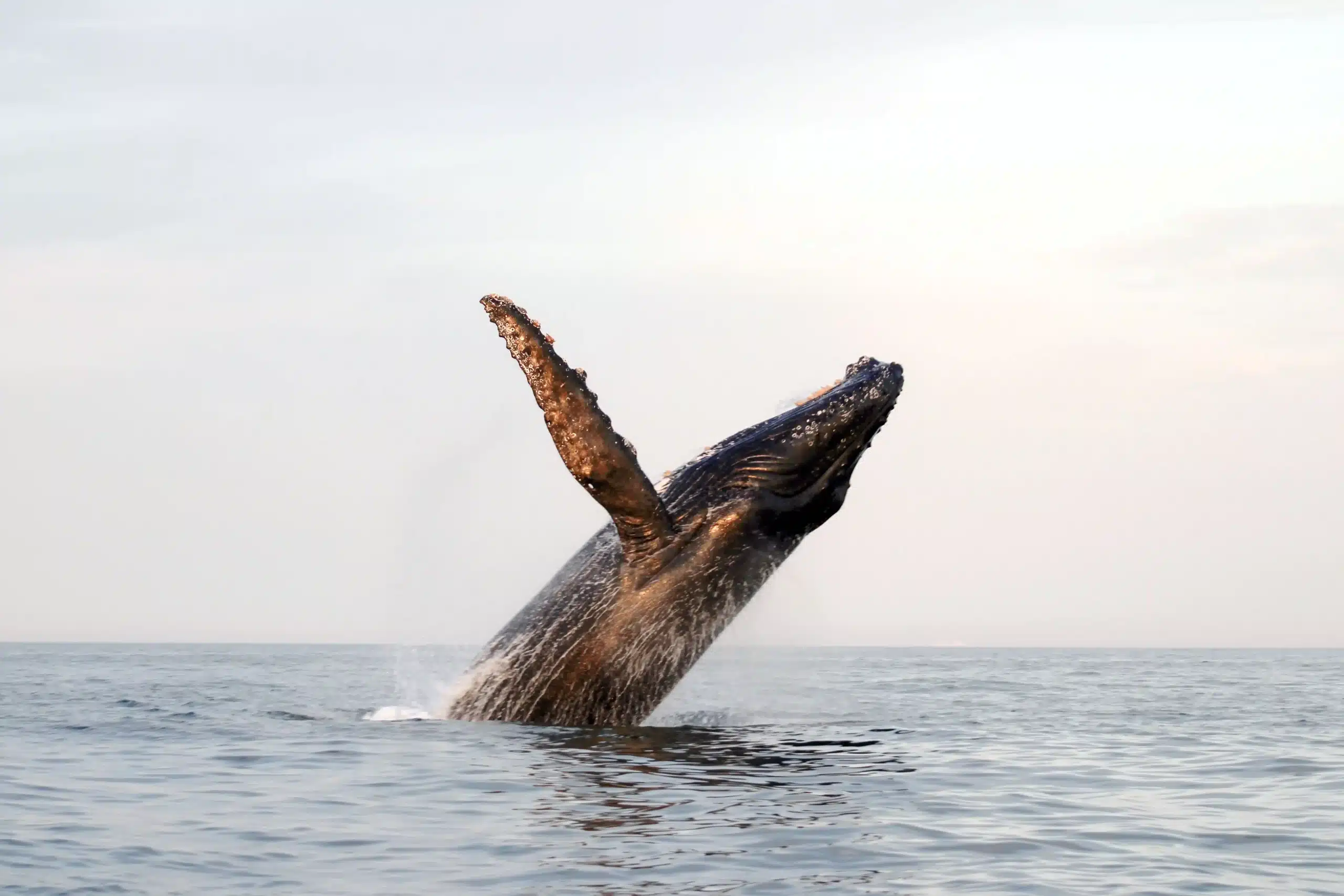 Whale Spotting Guaranteed Whale Sightings San José del Cabo Guaranteed Whale Sightings San José del Cabo spouting whale