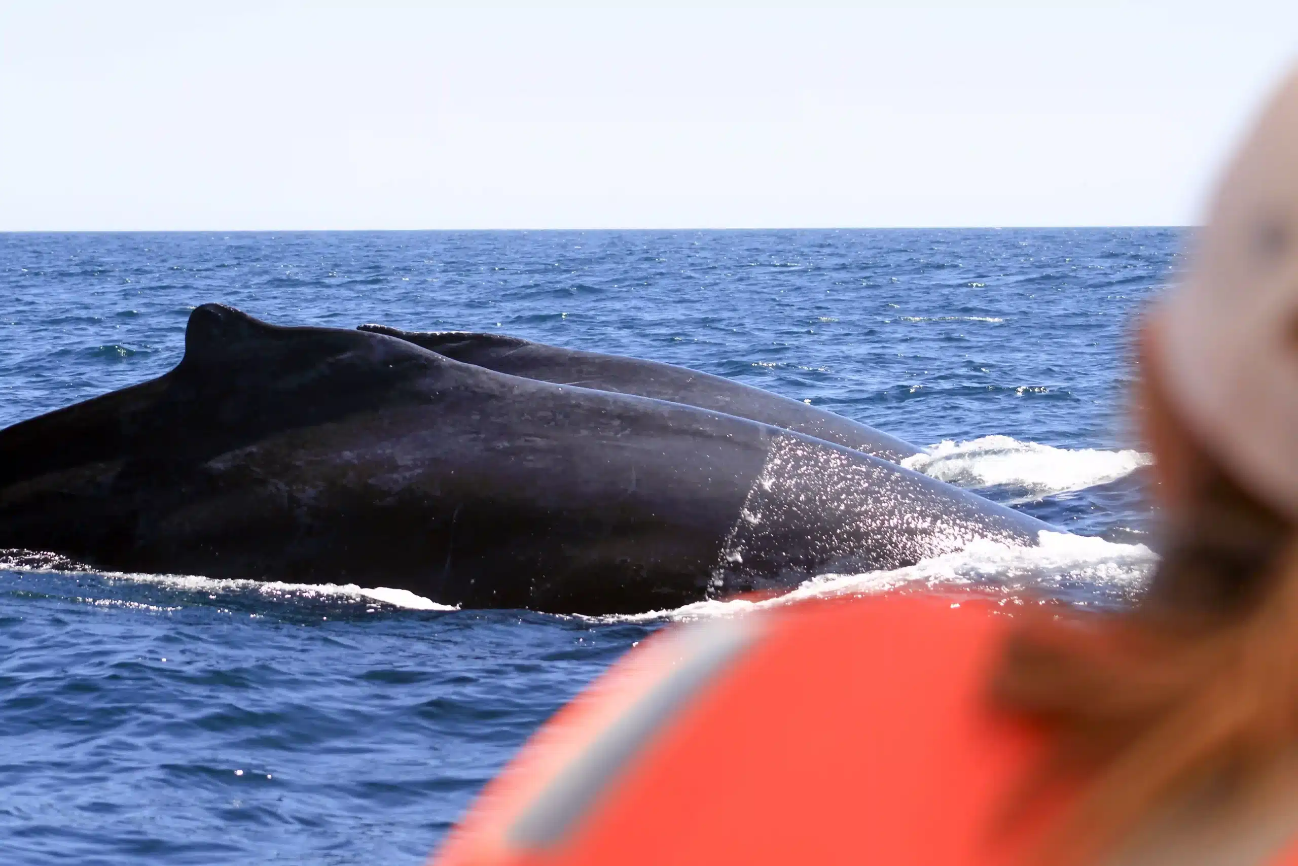 Whale Tail Cabo Tour Guaranteed Whale Sightings San José del Cabo humpback tail photo