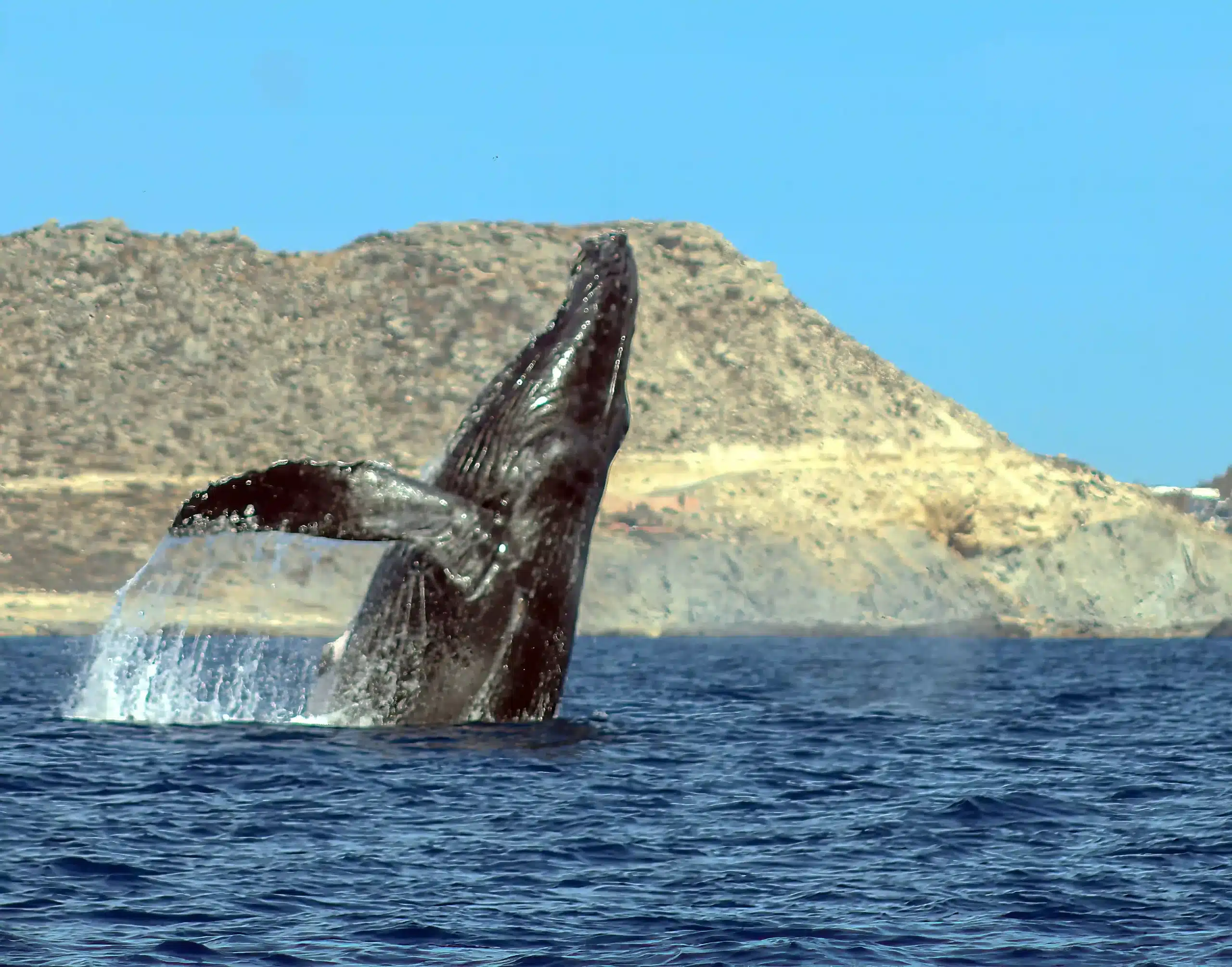 Humpback whale breach Best Whale Watching Los Cabos Mexico