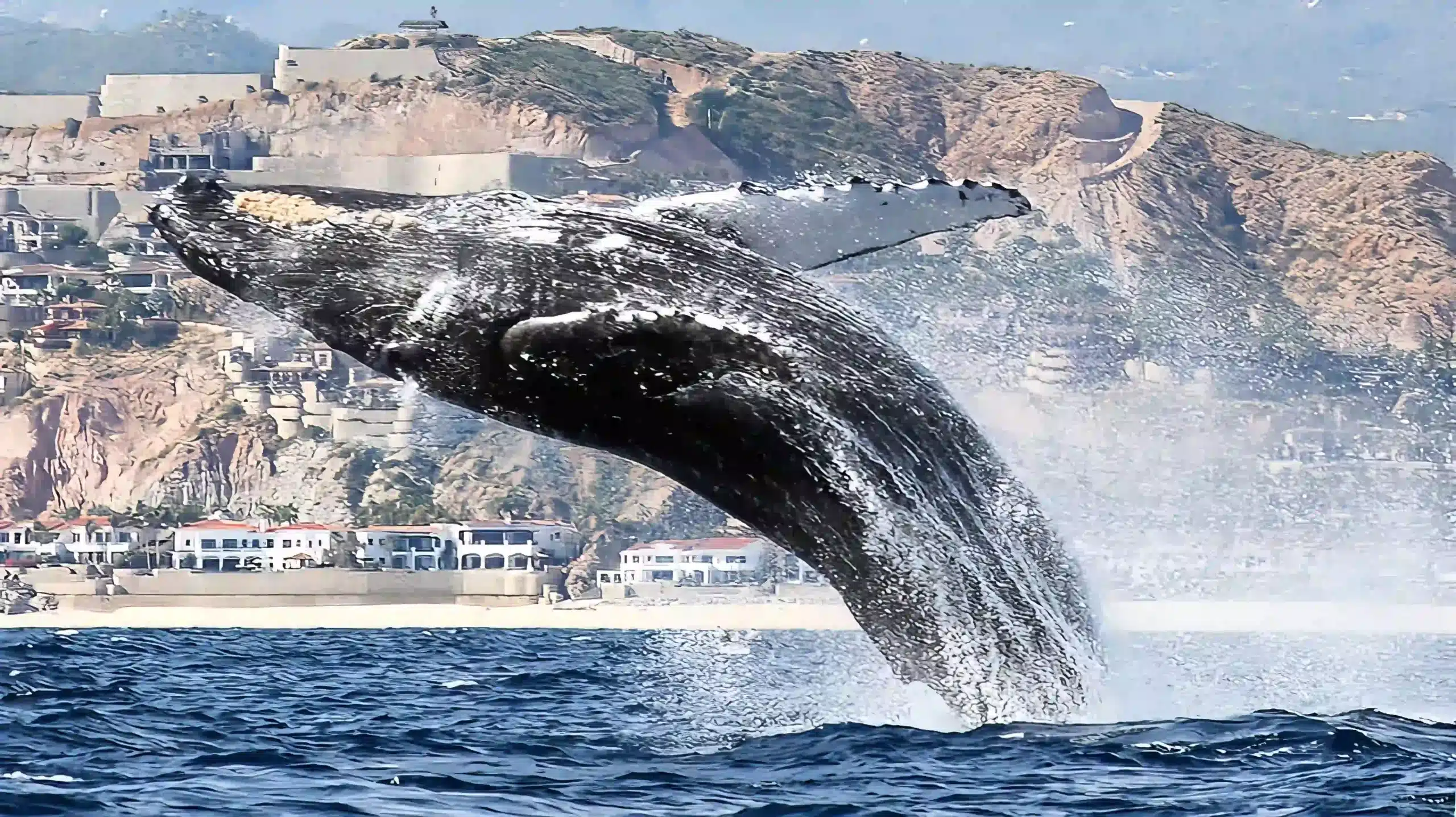 Best Whale Watching Los Cabos Mexico - humpback whale breach near Palmilla