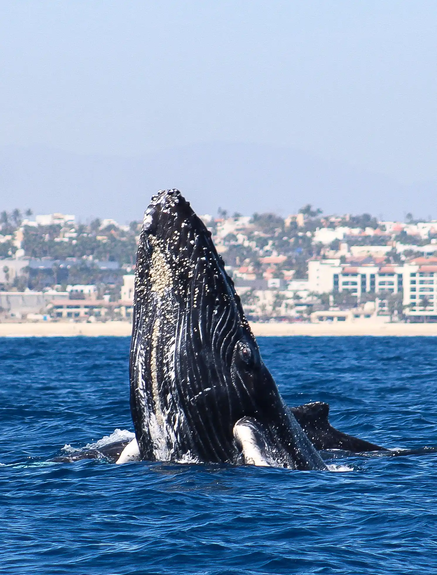 Baby whale breach with companion - Whale Watching Cabo Mexico
