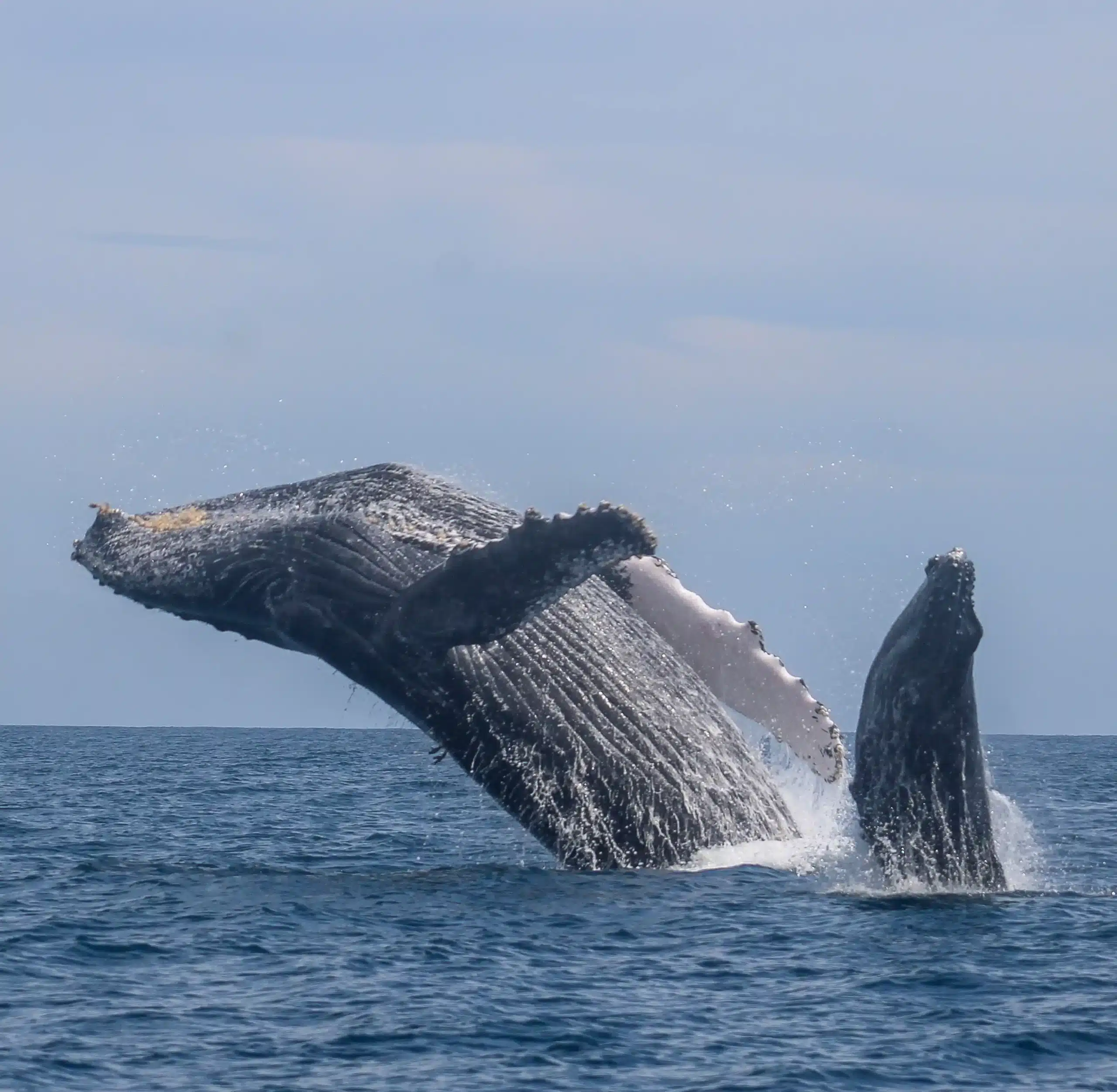 Mama and baby whale breaching - Family Whale Watching Cabo