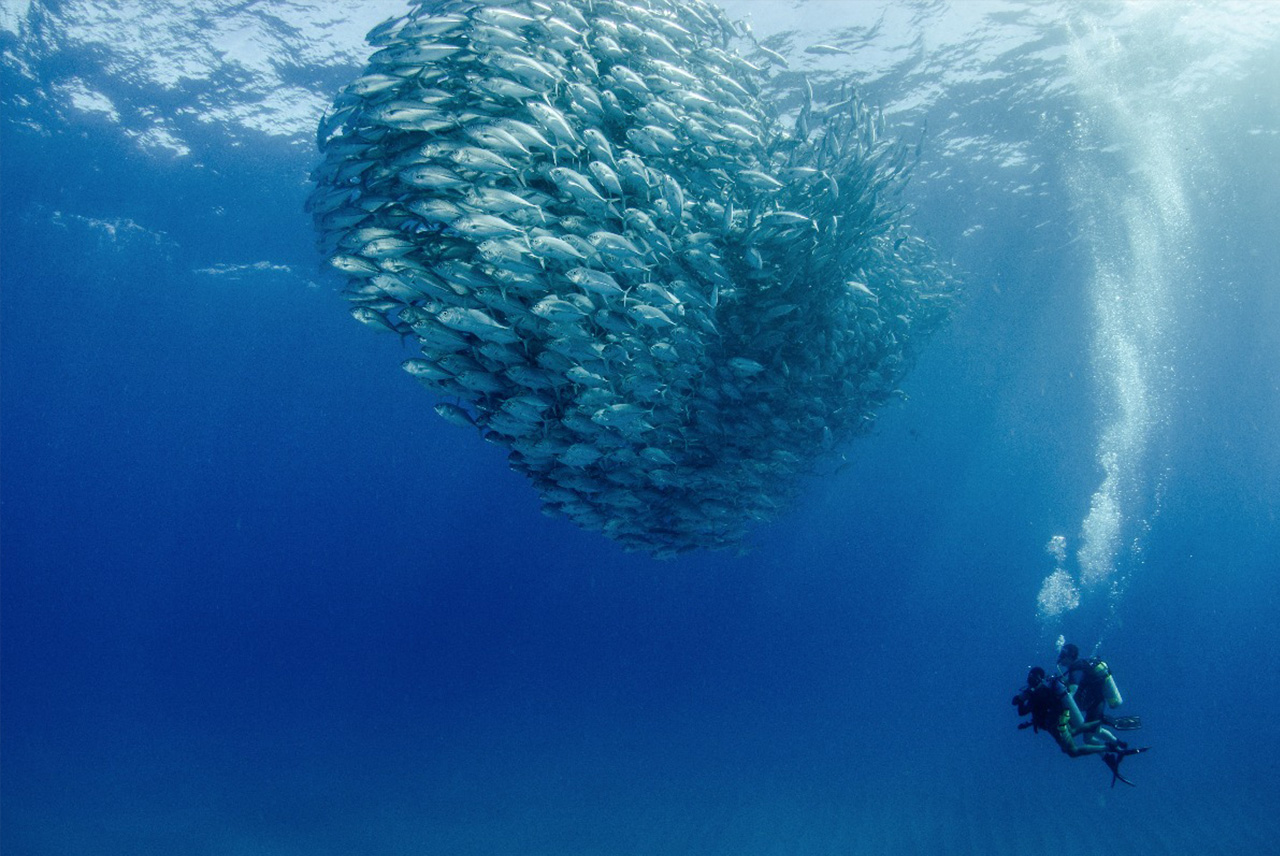 School of fish in Cabo Pulmo